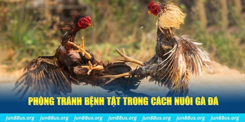 qh77 natural” trong baccarat nghĩa là gì？